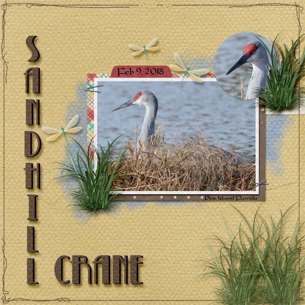 Sandhill