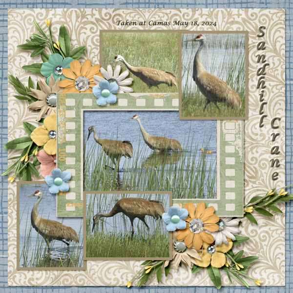 Sandhill_Crane_small