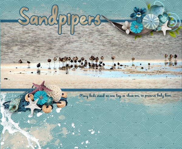 Sandpipers