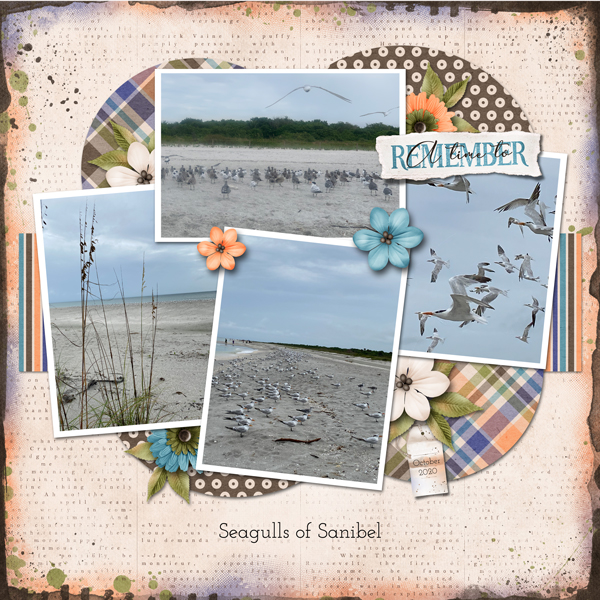 Sanibel Seagulls