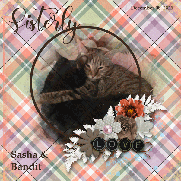 Sasha-_-Bandit