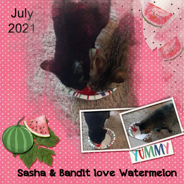 Sasha + Bandit