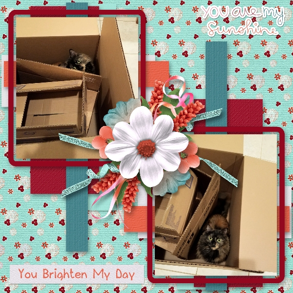 Sassy and the Boxes...