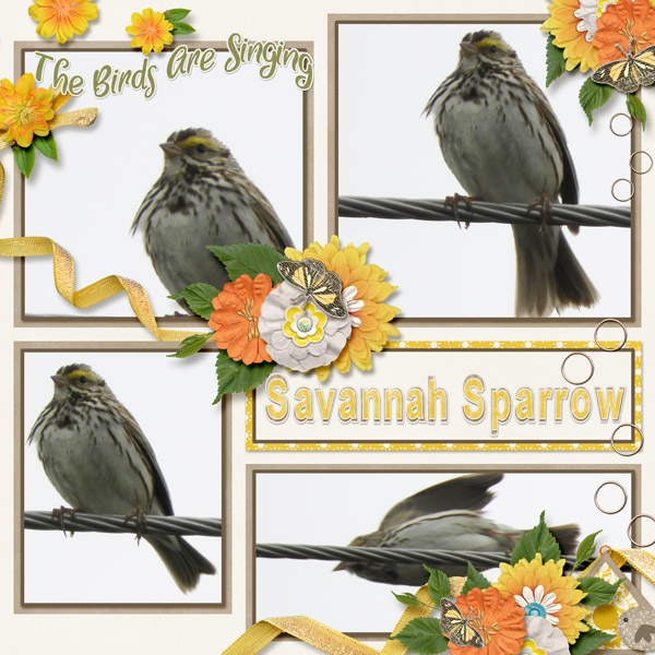 Savannah_Sparrow_small