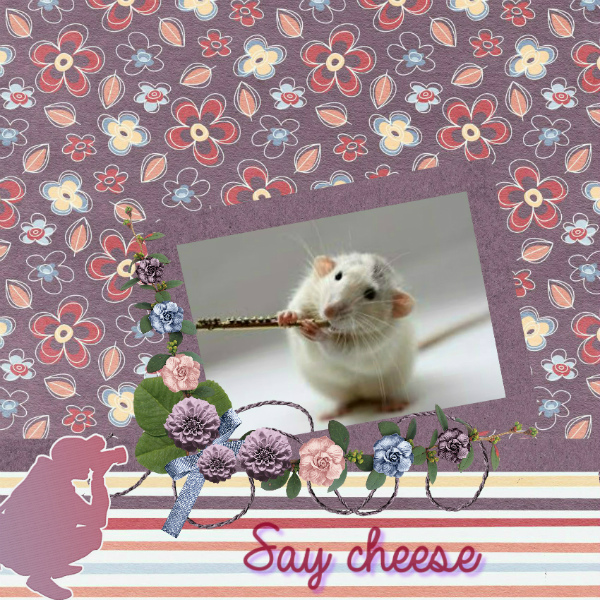 Say cheese