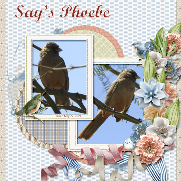Say_s_Phoebe_small