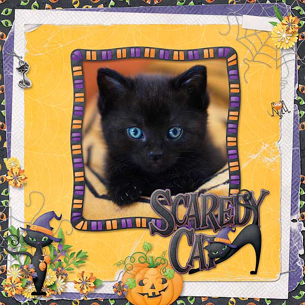 Scaredy Cat