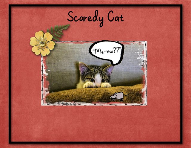 Scaredy Cat
