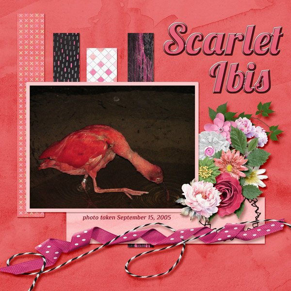 Scarlet Ibis small.jpg