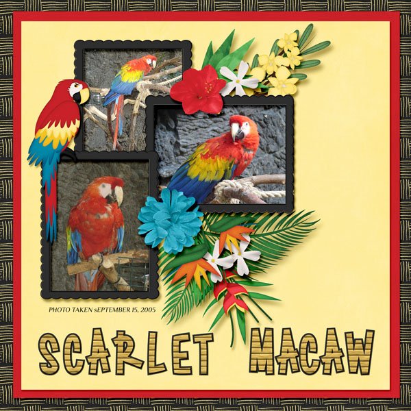 Scarlet Macaw small.jpg