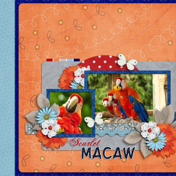 Scarlet Macaw