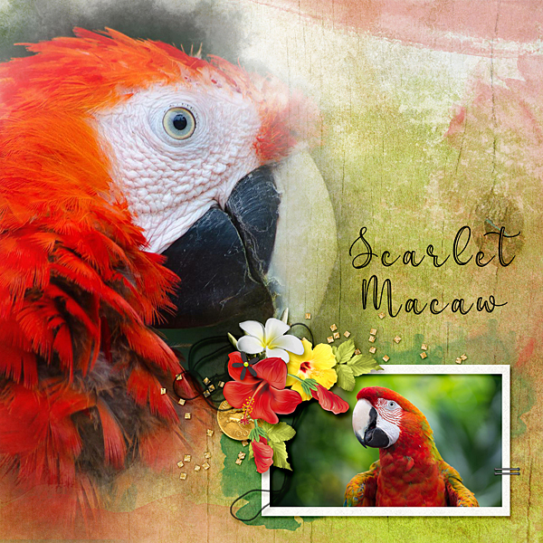 Scarlet Macaw