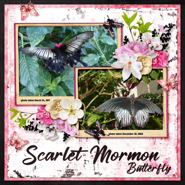 Scarlet Mormon Butterfly small.jpg