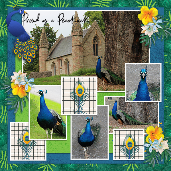 Scone_600Peacock_Tinci_TRA6_4