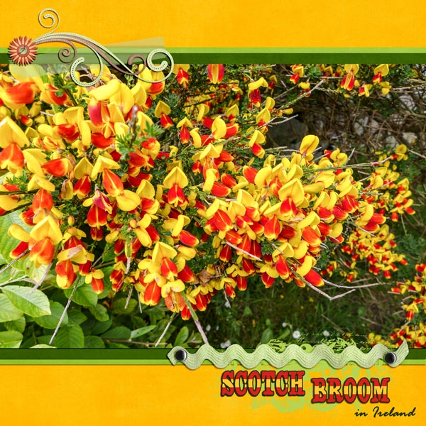 Scotch Broom