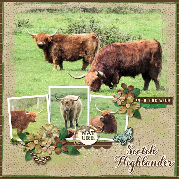Scotch Higlander