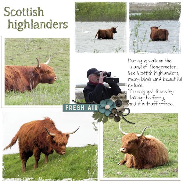 Scottish higlanders