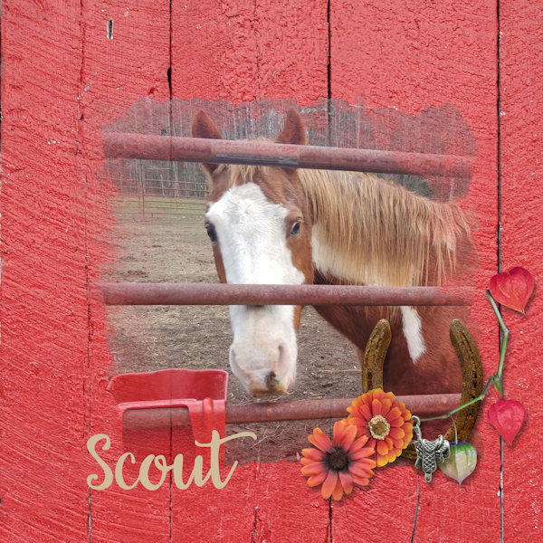 Scout