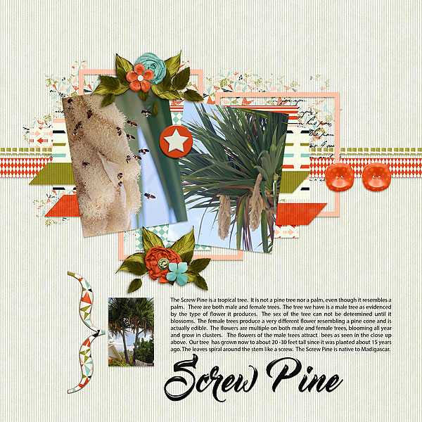 Screw Pine