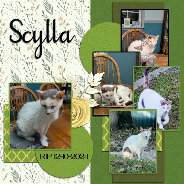 Scylla RIP 12-10-2024