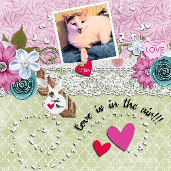 Scylla WA Feb