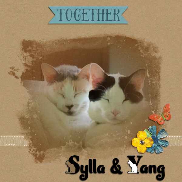 Scylla + Yang Mask 8