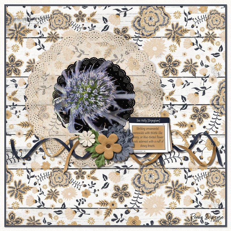 Sea Holly