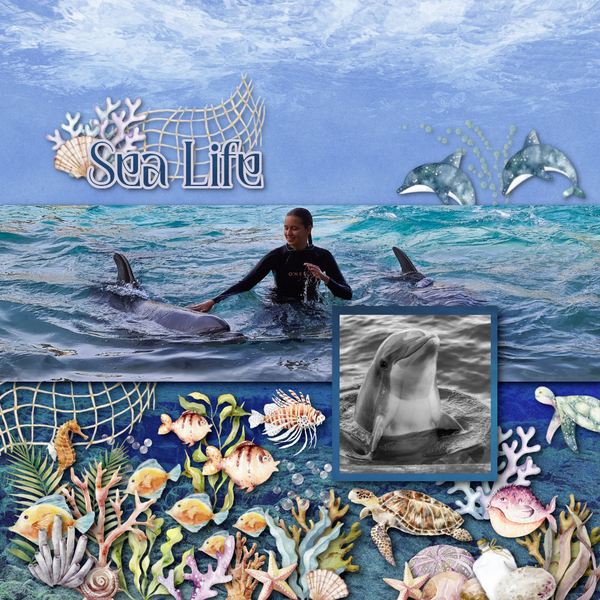 Sea Life