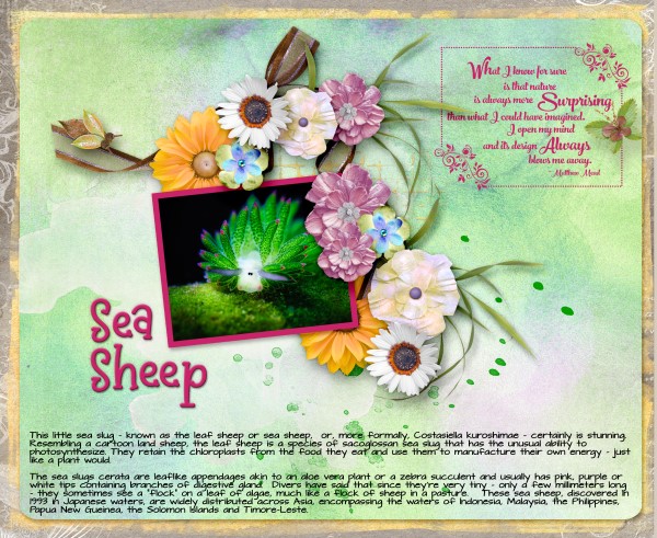 Sea Sheep