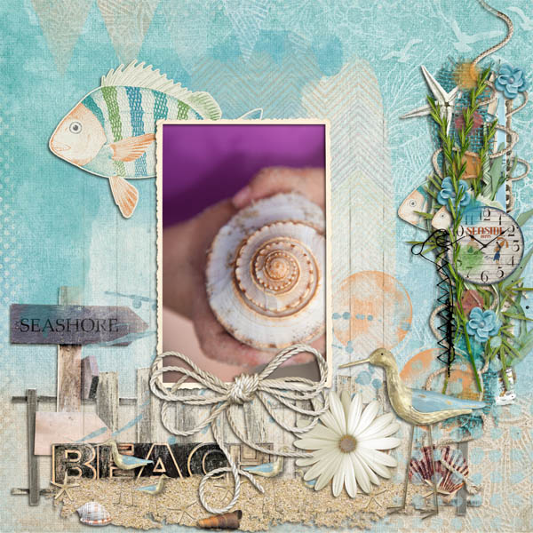 Sea Shells