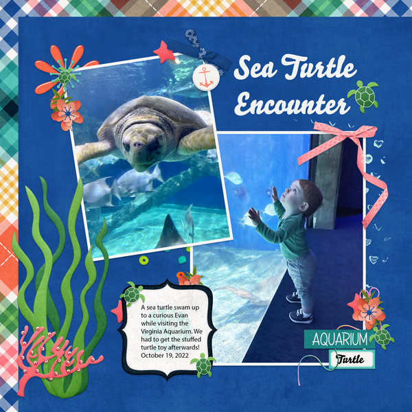 Sea Turtle Encounter
