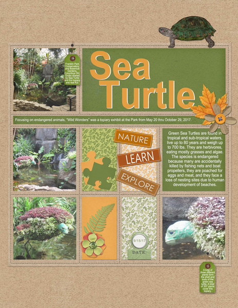 Sea Turtle