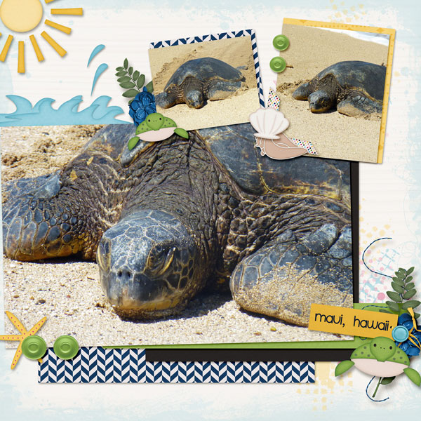 Sea Turtles