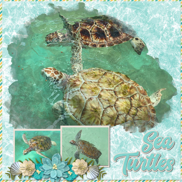 sea turtles