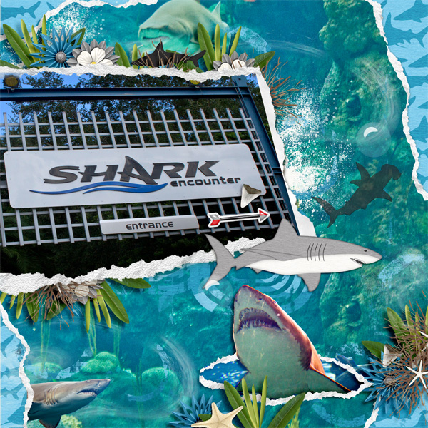 Sea World- Shark Encounter