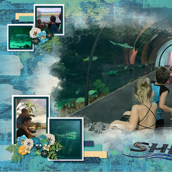Sea World Shark Encounter