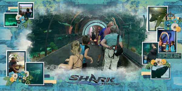 Sea World Shark Encounter