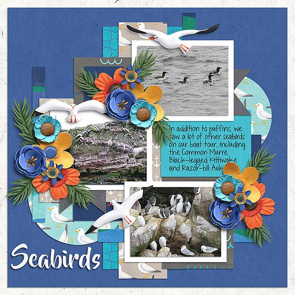 Seabirds