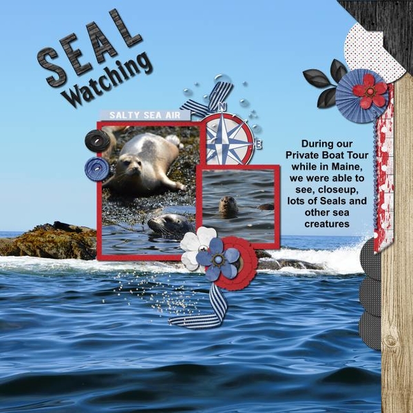 Seal Watching