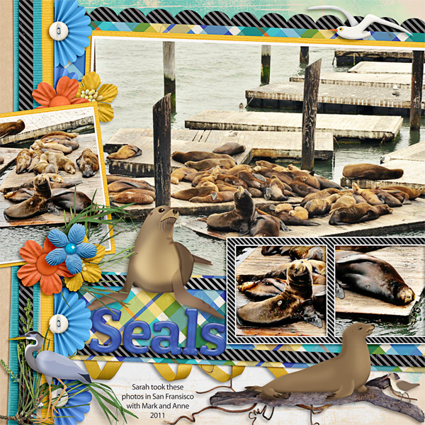 Seals in San Fran