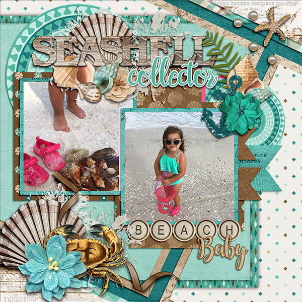 Seashell Collector