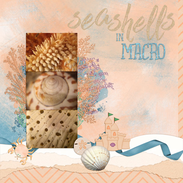 Seashells in Macro