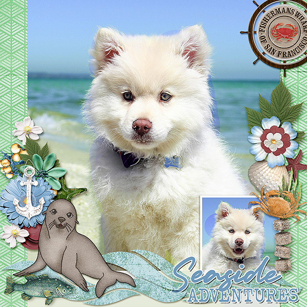 Seaside Dog