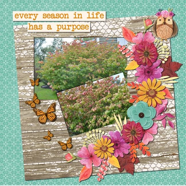 Seasons
