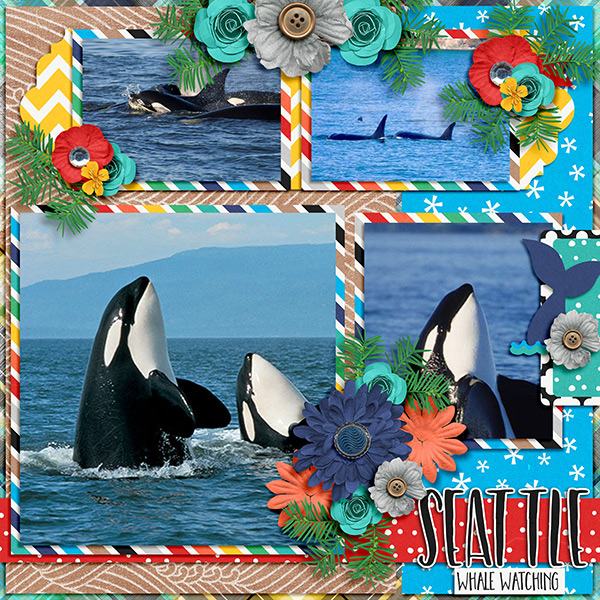 Seattle Whale Watching