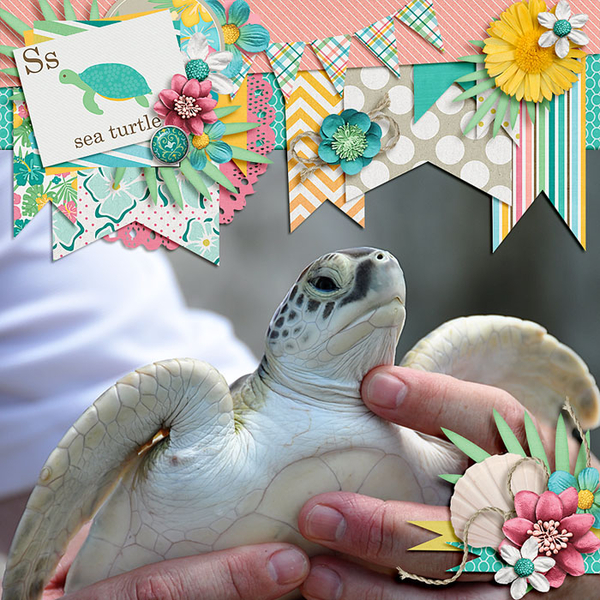 seaturtle
