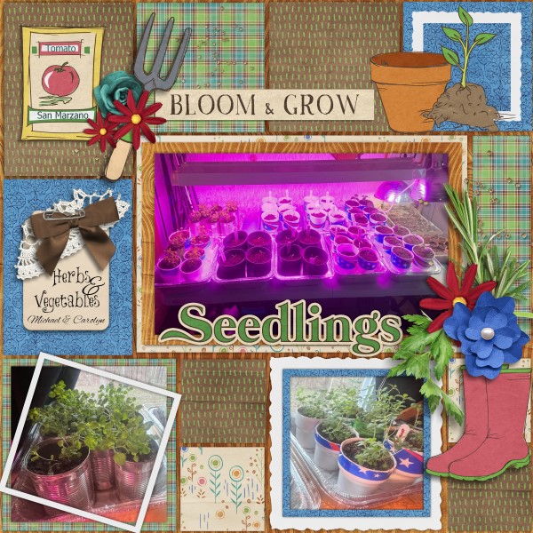 Seedlings