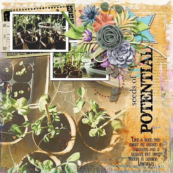 Seeds of Potential