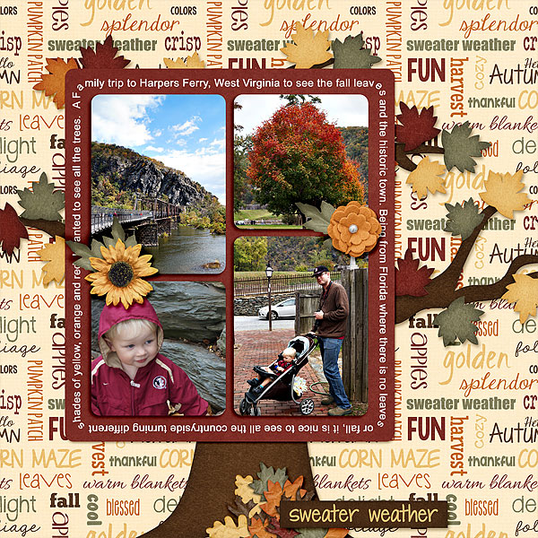 seeing-the-leaves