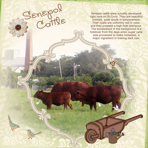Senepol-Cattle-4web
